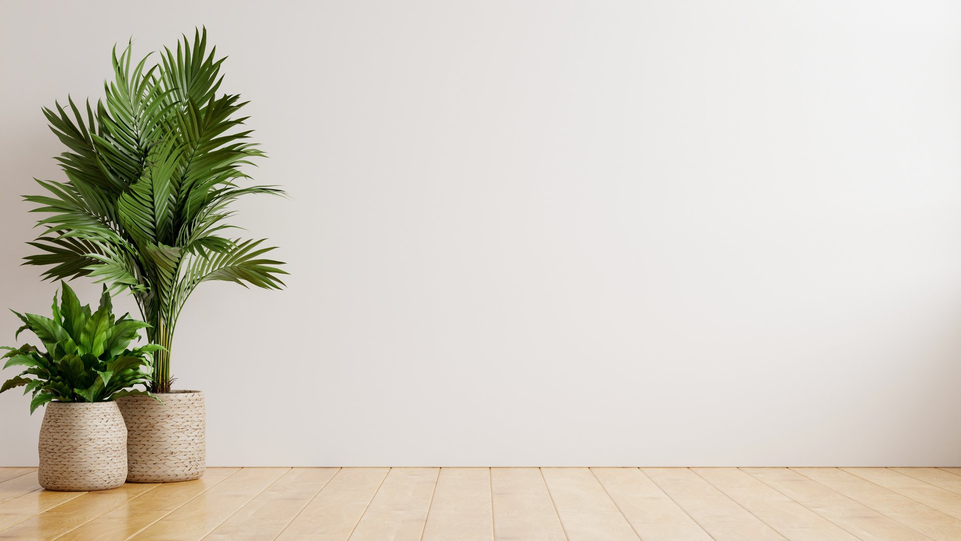 Minimalist Room with Potted Plants